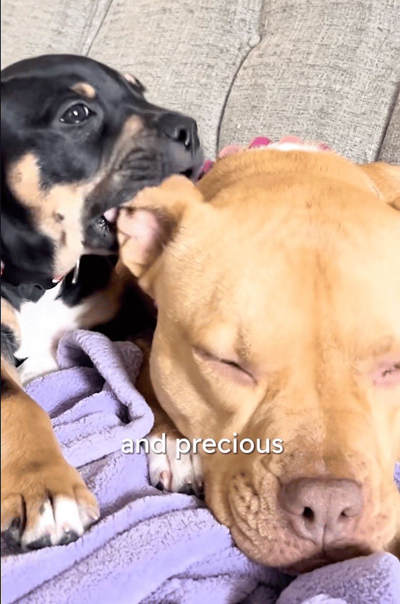 This Pitbull's Obsession With Small Animals Is The Sweetest Thing You'll See Today